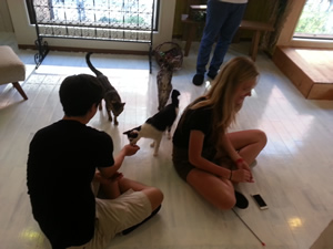 Cat Cafe